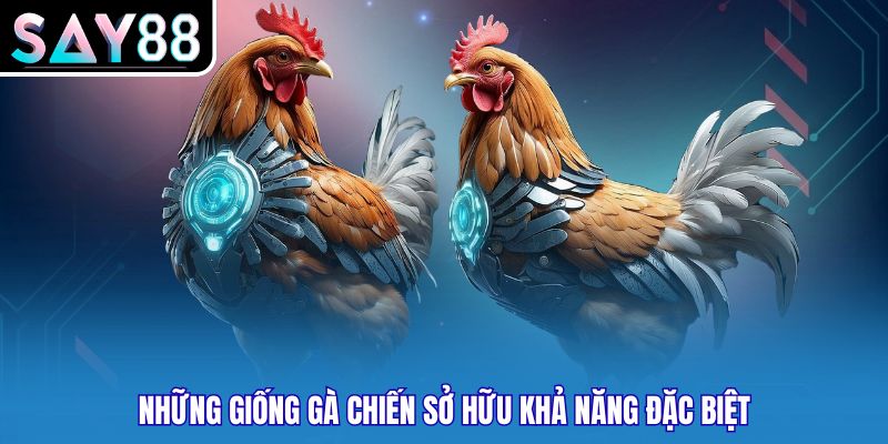 Những giống gà chiến sở hữu khả năng đặc biệt