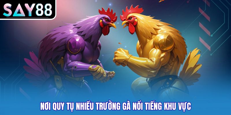 Nơi quy tụ nhiều trường gà nổi tiếng khu vực
